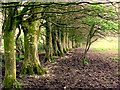 Beech Trees