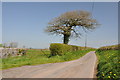 Lone tree on lane to Felindre