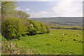 Sheep pasture north east of Pont Henri