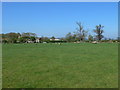 Sheep grazing at Plas-y-Ward