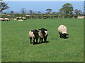 Black-faced sheep with lambs