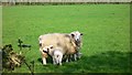 SU8738 : Field with sheep and lambs by Shazz