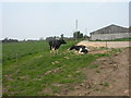 Waterditch Farm, cows