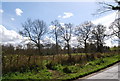 Trees by the Weller Town Rd