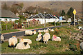 Sheep in Ardgour