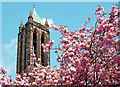 Church and cherries, Belfast