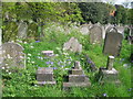 Wild spring flowers at Brompton Cemetery SW10