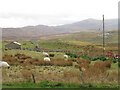 Grazing sheep, Baile Ailein