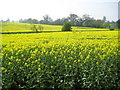 Radlett: Oil seed rape in the valley of Radlett Brook