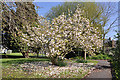 Magnolia in the grounds of Old Hall - Cowbridge