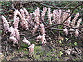 Toothworts beside footpath