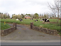 S9824 : Cattle near Polehore by David Hawgood