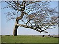 Sheep under contorted tree