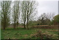 Trees between The Medway Valley Walk & The Medway Valley Line