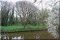 Woodland across the River Medway