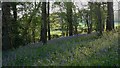 Woodland with bluebells