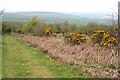 Heathland Vegetation by the Inclined Plane