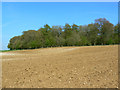 Withy Copse, near Chisbury