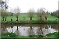 Pollarded trees along the riverbank, East Farleigh