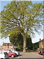 Ancient oak in car park