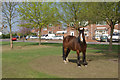 Horse at Marlpool