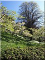 Blossom, Coleton Fishacre