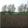 Spring seedlings in neat rows