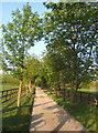 Tree lined farm track