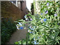 Green Alkanet - Pentaglottis sempervirens