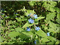 Green Alkanet - Pentaglottis sempervirens