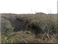 Raised bog, Shotts