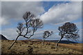 NS0143 : Trees & moorland east of Cioch na h-Oighe by Leslie Barrie