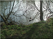 TQ3508 : Falmer Pond in Winter by Paul Gillett