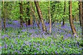 Bluebells in Radley Large Wood