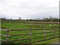 Lough Head Wild Fowl Centre