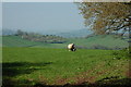 Ewe and lamb on Corn Hill