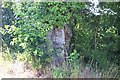 Gnarly old Oak Tree