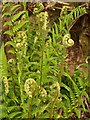 Fern near Springwater Farm