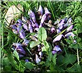 NM7910 : Purple Toothwort (Lathraea clandestina) by Anne Burgess