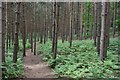 Path through the woods