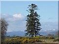 Old pine near Rhynie.