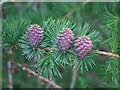 Larch ? Larix decidua