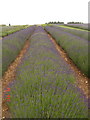 Lavender at Snowshill