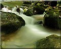 River Clywedog, Plas Power Woods