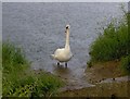 Swan in the rain