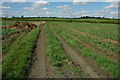 Footpath and track near Cowsden Farm