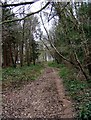 Path in the Wyre Forest, near Buttonbridge