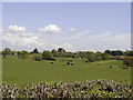 Cows in field near Hooe church