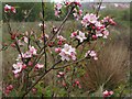 SX9066 : Apple blossom, former Barton Tip by Derek Harper