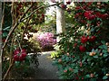 Rhododendron and azalea